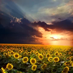 Rolgordijnen Zonnebloem sunflower