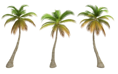 isolated palm trees