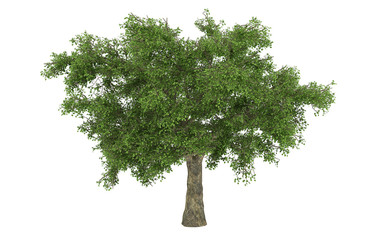 isolated 3d tree