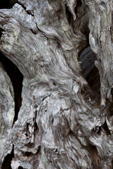 Weathered Tree Trunk