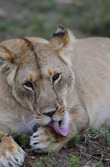 Lioness (Panthera leo), Masai Mara, Kenya