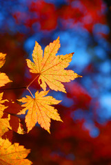 Yellow maple leaves