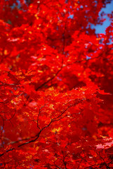 Red maple leaves