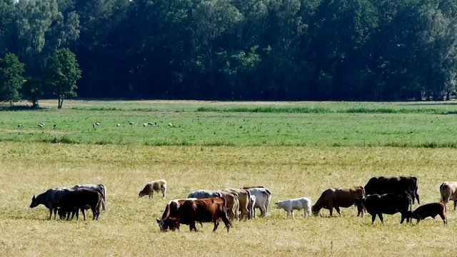Coloured Cows Grazing on a Meadow