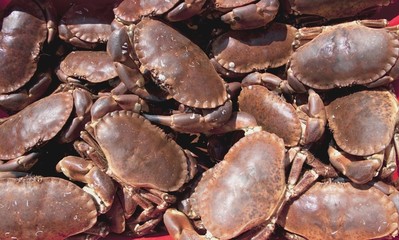 Pile Of Crabs, Burnmouth, Scotland