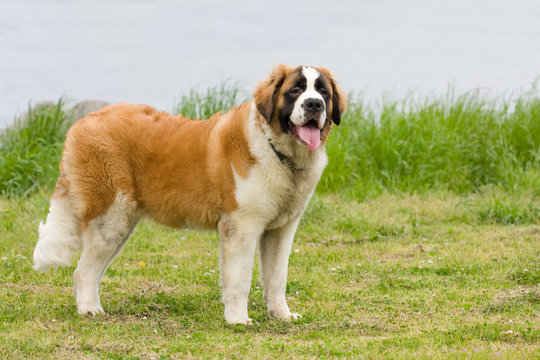 山岳救助犬images Browse 8 Stock Photos Vectors And Video Adobe Stock