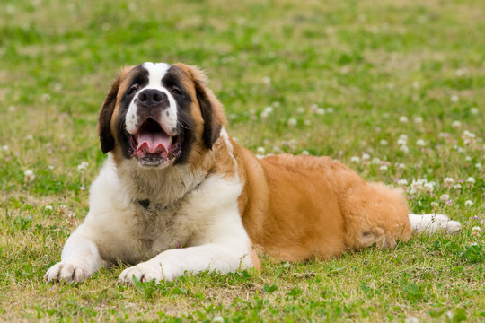 山岳救助犬images Browse 8 Stock Photos Vectors And Video Adobe Stock