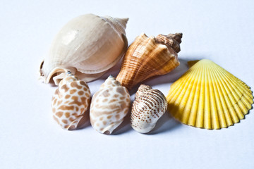 Shells