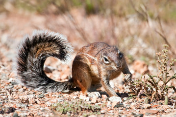 Ground squirrel eating grass seeds on the ground in the desert
