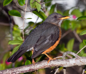 Olive thrush in a tree in the shade sitting on a branch