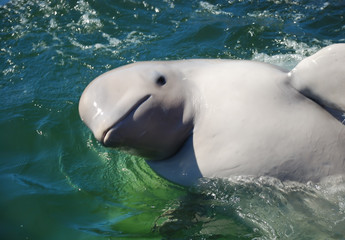 Whale