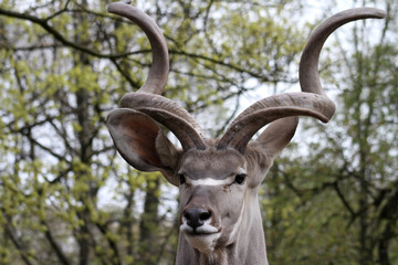 großer Kudu