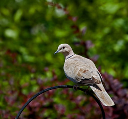 Collared Dove