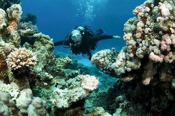 scuba diver in shallow water