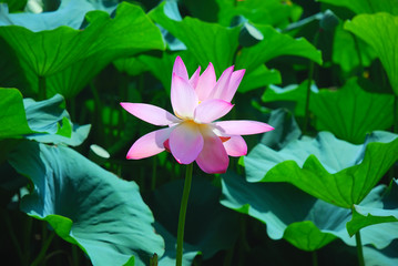 Beautiful lotus