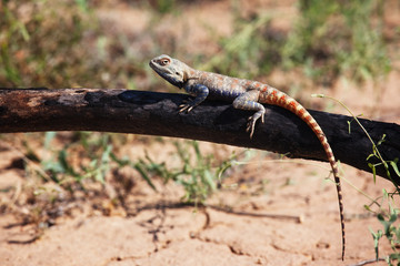 Lizard in desert