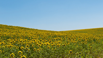 Obraz premium Sunflowers scenery