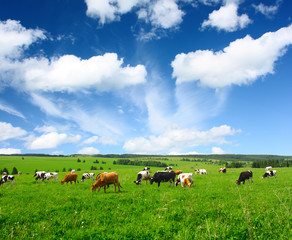 Cows