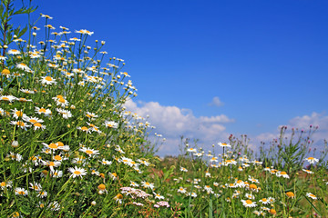 daisywheels on field