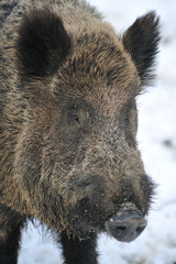 wild boar