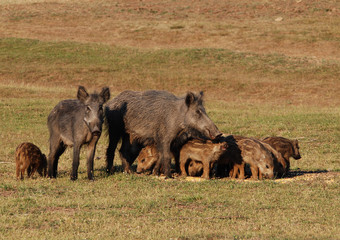 wild boar with young