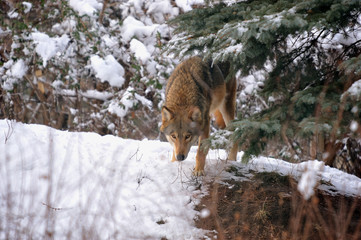 wolf in winter