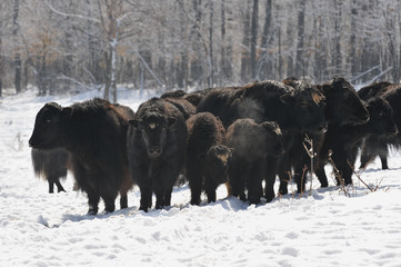 yak  in winter