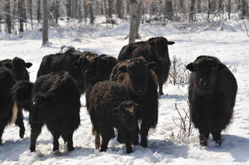 yak  in winter