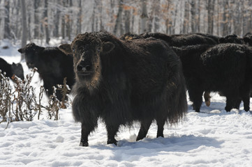 Fototapeta premium yak in winter