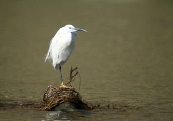 aigrette garzette
