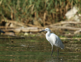 aigrette garzette