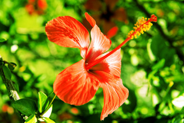 red tropical flower on a background a green vegetation