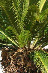 Obraz premium Lisboa