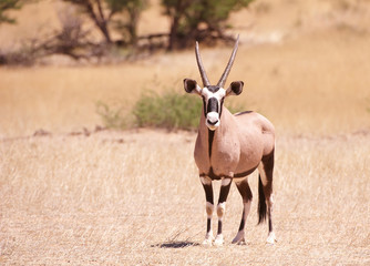 Single Gemsbok (Oryx Gazella)