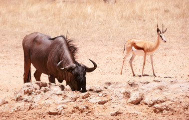 Blue wildebeest and Springbok