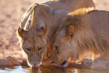 Two lionesses (panthera leo)