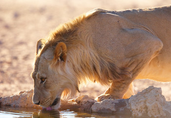 Single lioness (panthera leo)