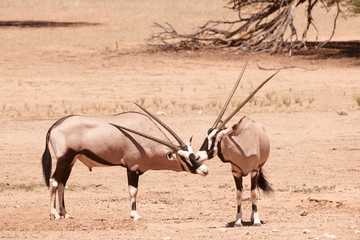 Group of Gemsbok