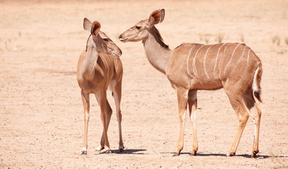 Group of Kudu (Tragelaphus Strepsiceros)