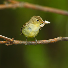 Icterine Warbler, Hippolais icterina