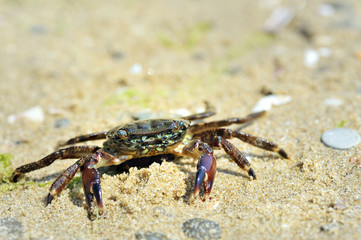 Crab on the beach