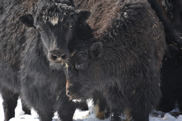yak