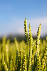 Champs de blé et coquelicots
