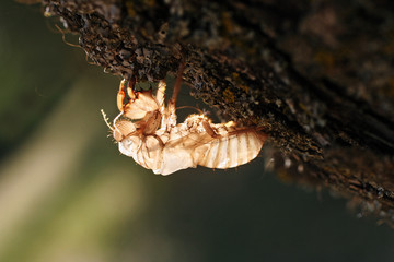 chysalide