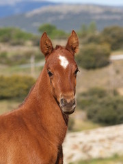 Obraz premium Potrillo en Segovia