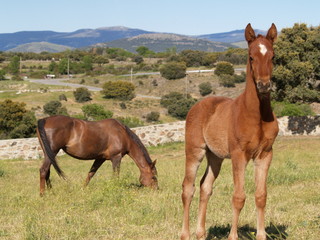 Caballos en La Losa (Segovia)