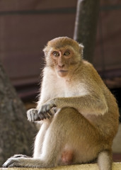 Monkey Stare