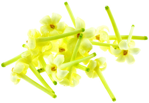 fleurs de papayer, fond blanc