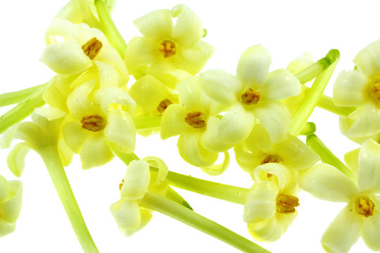 fleurs de papayer sur fond blanc
