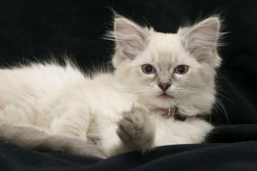 kitten on black backdrop